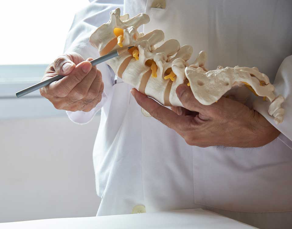 Beverly Hills & Spring Hill, FL Car Accident Chiropractor a chiropractor in Chaney Chiropractic is scanning a spinal skeleton to demonstrate
